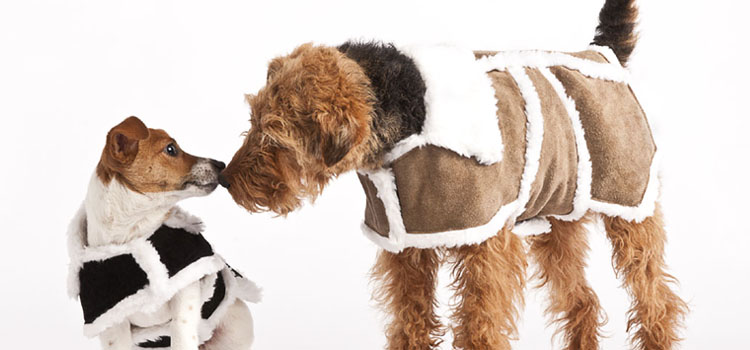 Hailey & Oscar Dog Coats
